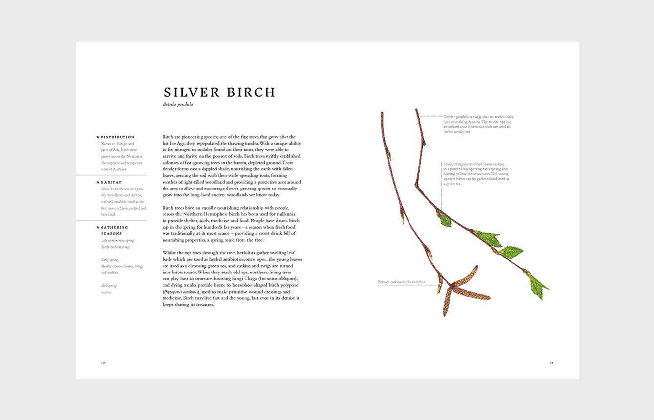 Forage Wild Plants To Gather, Cook And Eat By Liz Knight