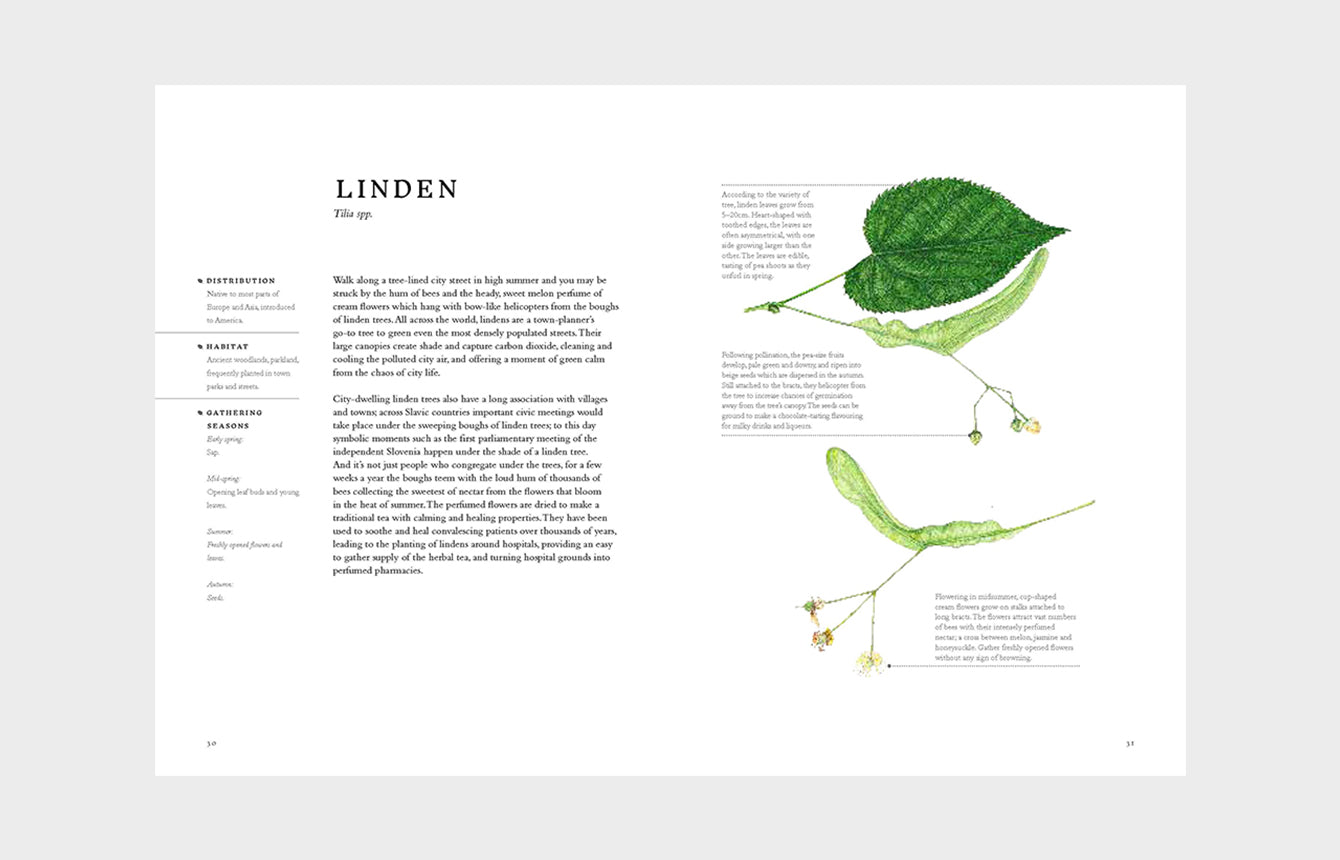 Forage Wild Plants To Gather, Cook And Eat By Liz Knight