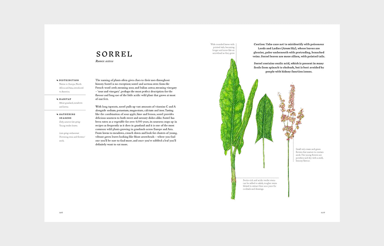Forage Wild Plants To Gather, Cook And Eat By Liz Knight